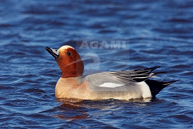 Mannetje Smient in water; Male Eurasian Wigeon in water stock-image by Agami/Jari Peltomäki,