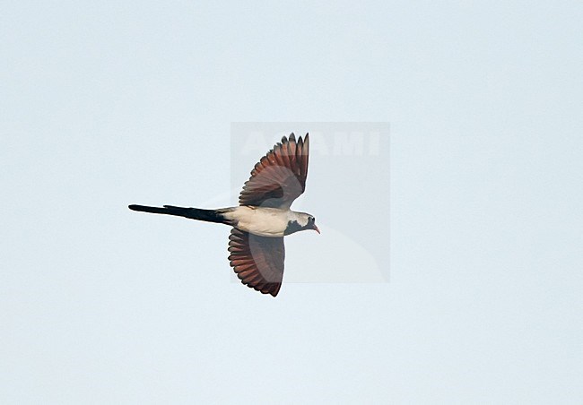 Namaqua Dove, Oena capensis, in Oman. Male in flight. stock-image by Agami/Tomi Muukkonen,