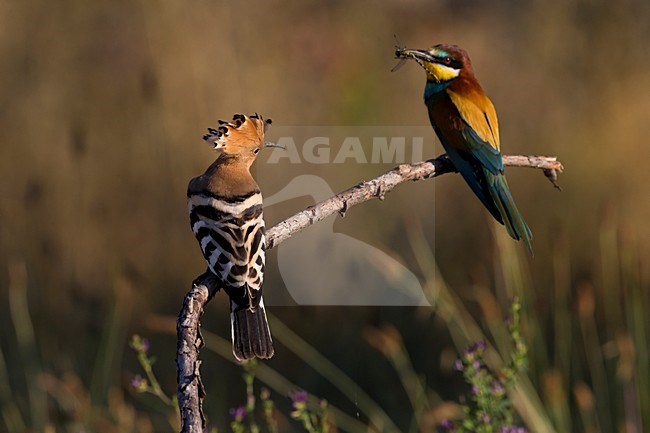 Hop zittend op tak met Bijeneter; Eurasian Hoopoe perched on a branch with European Bee-eater stock-image by Agami/Daniele Occhiato,