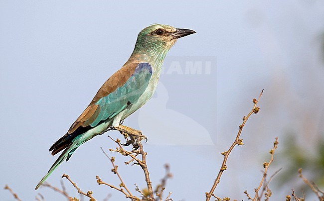 Wintering European Roller (Coracias garrulus) in South Africa. Perched on top of a bush in a game park. Adult in winter plumage. stock-image by Agami/Dani Lopez-Velasco,