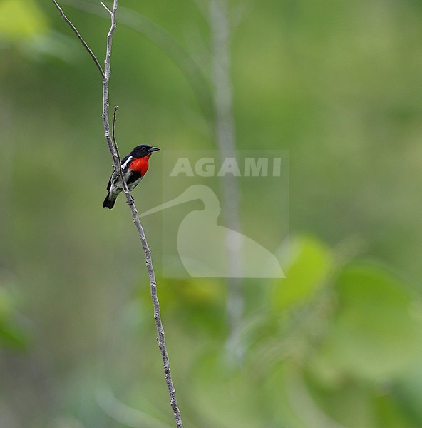 Adult male Grey-sided Flowerpecker (Dicaeum celebicum kuehni) in Wakatobi archipelago , Sulawesi, Indonesia. Sometimes split as Wakatobi flowerpecker. stock-image by Agami/James Eaton,