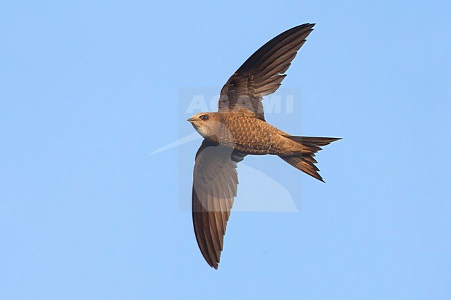 Vale Gierzwaluw in vlucht, Pallid Swift in flight stock-image by Agami/Daniele Occhiato,