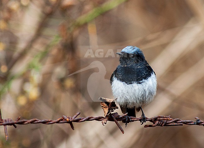 Wintering adult male Blue-capped Redstart (Phoenicurus coeruleocephala) in foothills of Himalayas. Perched on barb wire in local rural town stock-image by Agami/Marc Guyt,