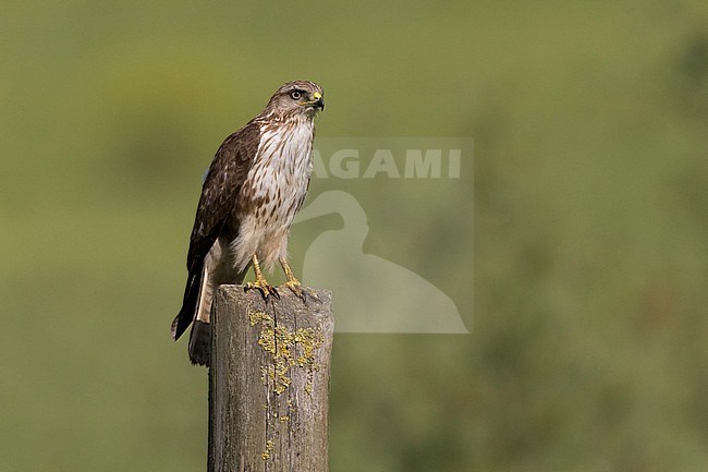 Buizerd; Common Buzzard; Buteo buteo stock-image by Agami/Daniele Occhiato,