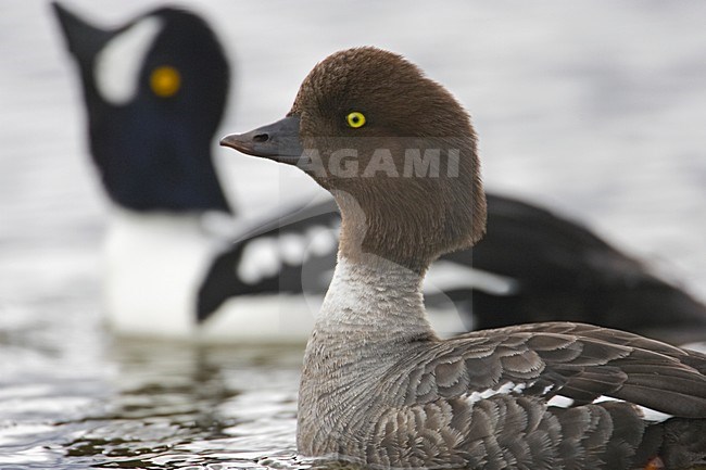 Paartje IJslandse Brilduiker, Pair Barrow's Goldeneye stock-image by Agami/Markus Varesvuo,