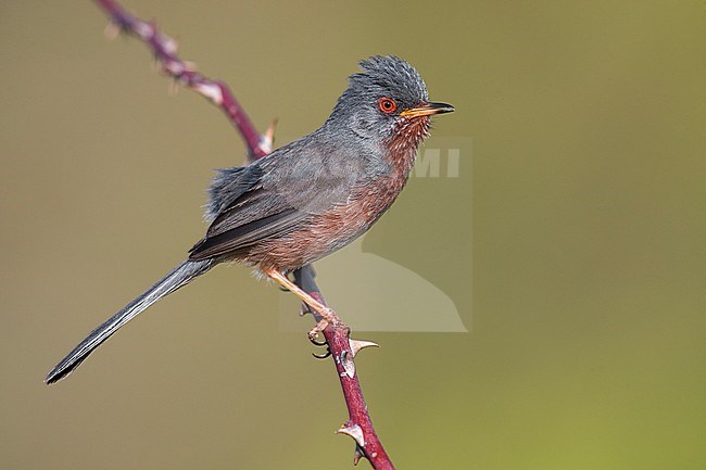 Dartford Warbler (Sylvia undata undata) setting off stock-image by Agami/Daniele Occhiato,