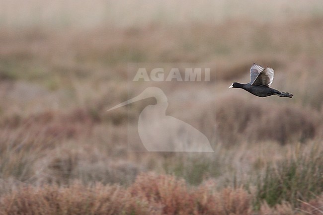 Eurasian Coot (Fulica atra atra), Spain (Mallorca), adult in flight over saltwater marsh. stock-image by Agami/Ralph Martin,