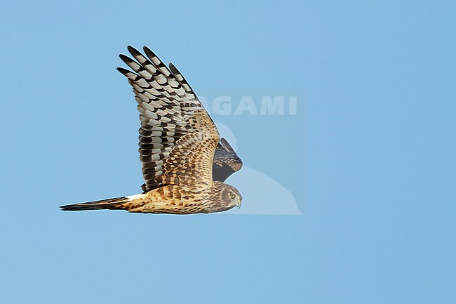 Adult female Northern Harrier (Circus hudsonius) in flight against a blue sky.
Riverside Co., CA
November 2016 stock-image by Agami/Brian E Small,