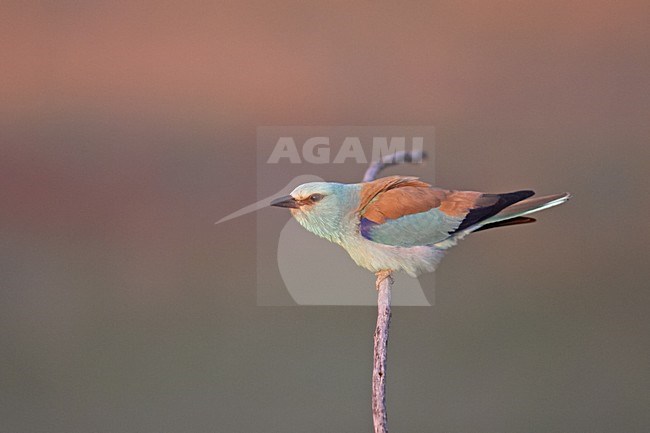 Scharrelaar zittend; European Roller perched stock-image by Agami/Jari Peltomäki,