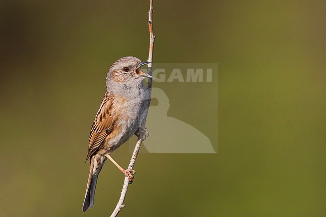 Dunnock - Heckenbraunelle - Prunella modularis ssp. modularis, Germany, adult stock-image by Agami/Ralph Martin,