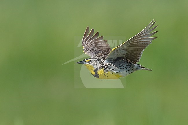 Adult breeding
Weld Co., CO
June 2023 stock-image by Agami/Brian E Small,