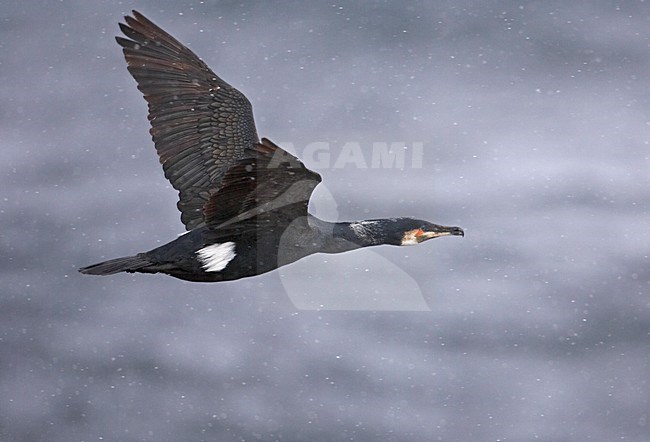 Great Cormorant flying; Aalscholver vliegend stock-image by Agami/Markus Varesvuo,