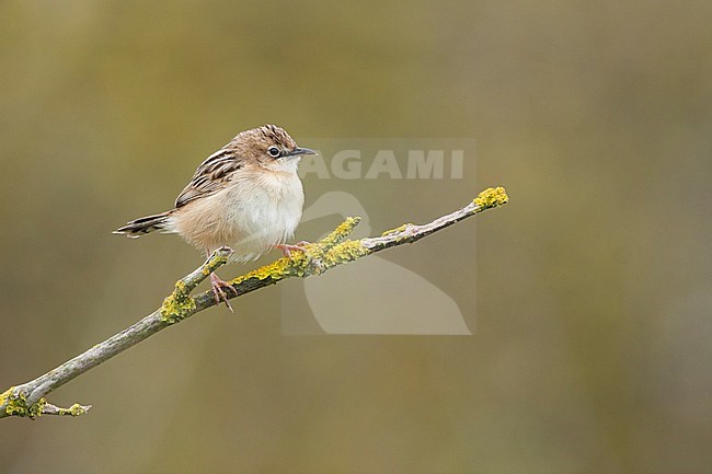 Zitting Cisticola, Graszanger, Cisticola juncidis ssp. cisticola, Mallorca stock-image by Agami/Ralph Martin,