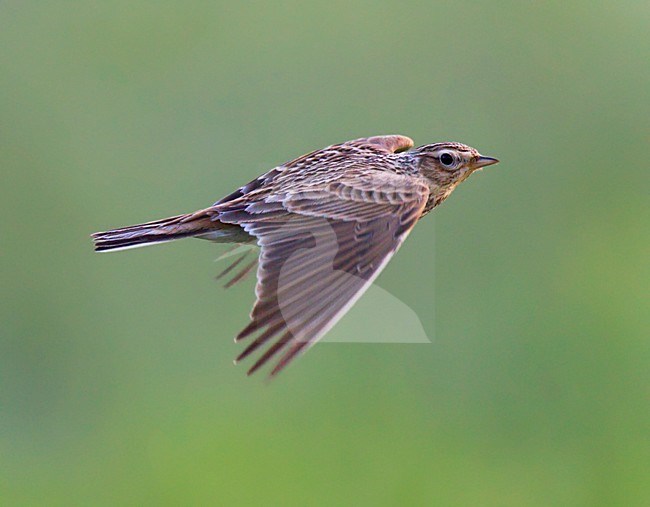 Vliegende Veldleeuwerik. Flying Eurasian Skylark. stock-image by Agami/Ran Schols,