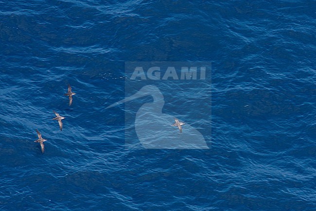 Two Critically Endangered Balearic Shearwaters (Puffinus mauretanicus) flying over the Mediterranean Sea , Spain (Mallorca) stock-image by Agami/Ralph Martin,