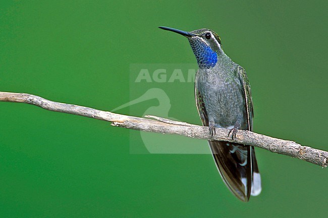 Adult male
Cochise Co., AZ
April 2004 stock-image by Agami/Brian E Small,