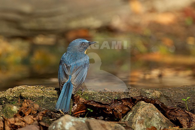 Tickells Blue Flycatcher (Cyornis tickelliae) at Kaeng Krachan National Park, Thailand stock-image by Agami/Helge Sorensen,