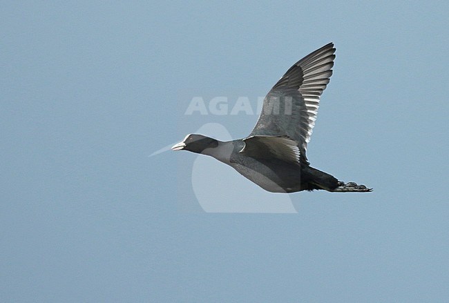 Eurasian Coot (Fulica atra) adult in flight, seen from the side, showing upper and underwing. stock-image by Agami/Fred Visscher,
