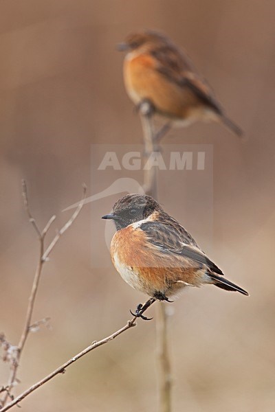 Paartje Roodborsttapuiten, Pair European Stonechats stock-image by Agami/Rob Olivier,