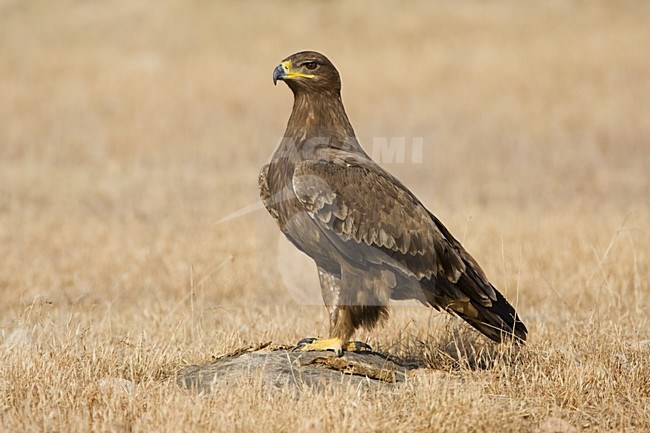 Onvolwassen Steppearend in zit; Immature Steppe Eagle perched stock-image by Agami/Daniele Occhiato,