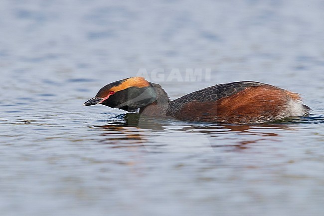 Horned Grebe (Podiceps auritus), adult aiming to an insect on water surface stock-image by Agami/Saverio Gatto,