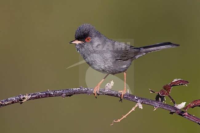 Sardijnse Grasmus; Marmora's Warbler; Sylvia sarda stock-image by Agami/Daniele Occhiato,