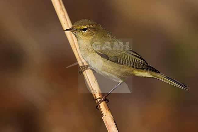 LuÃ¬ piccolo; Chiffchaff; Phylloscopus collybita stock-image by Agami/Daniele Occhiato,