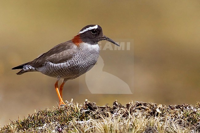 Diadeemplevier, Diademed Sandpiper-Plover stock-image by Agami/Dubi Shapiro,