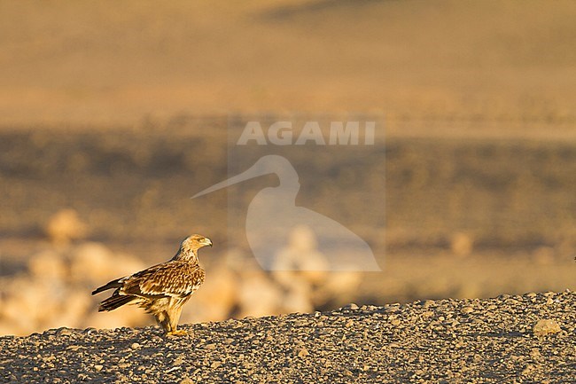 Eastern Imperial Eagle - Kaiseradler - Aquila heliaca, Oman, 2nd cy stock-image by Agami/Ralph Martin,