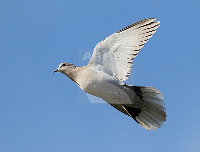 Turkse Tortel in de vlucht, Eurasian Collared Dove in flight stock-image by Agami/Roy de Haas,