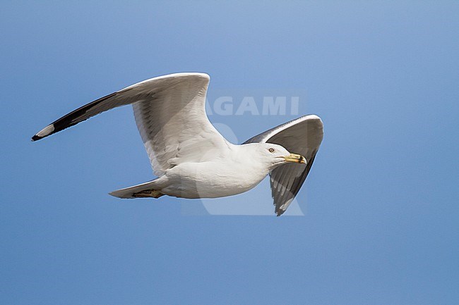 Steppe Gull - Barabamöwe - Larus barabensis, Oman, adult stock-image by Agami/Ralph Martin,