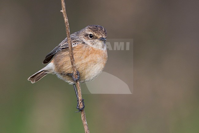 Winterkleed Roodborsttapuit; European Stonechat winterplumage stock-image by Agami/Daniele Occhiato,