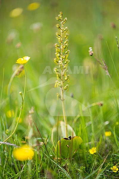 Common Twayblade flower stock-image by Agami/Wil Leurs,