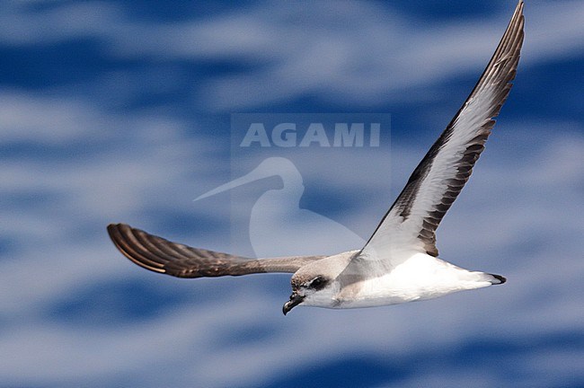 Black-winged Petrel (Pterodroma nigripennis) flying over the pacific ocean north of New Zealand. stock-image by Agami/Laurens Steijn,