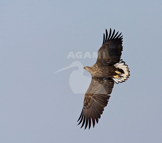 White-tailed Eagle (Haliaeetus albicilla) wintering on the island Hokkaido in northern Japan. Subadult in flight, seen from below. stock-image by Agami/Marc Guyt,