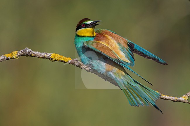 Bijeneter, European Bee-eater, Merops apiaster stock-image by Agami/Daniele Occhiato,