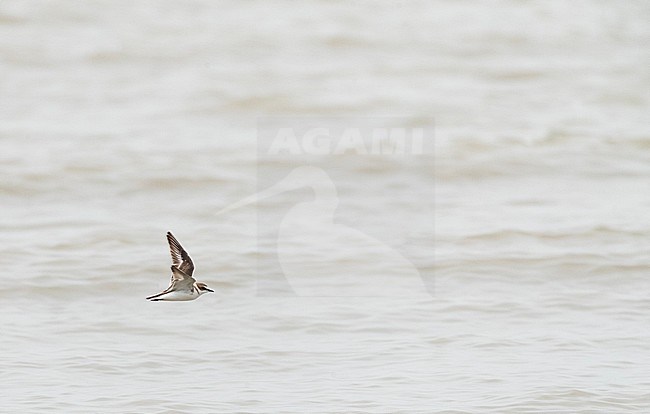 Adult Kentish Plover (Charadrius alexandrinus) during spring migration on the beach of Katwijk in the Netherlands. Flying over the Dutch north sea. stock-image by Agami/Marc Guyt,