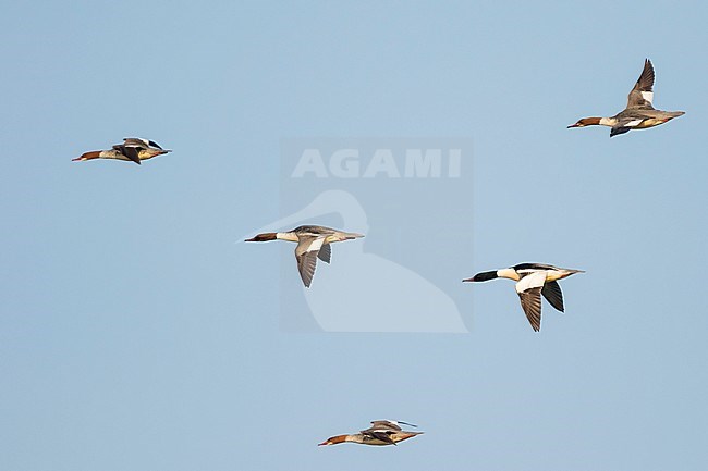 Adult male Goosander (Mergus merganser merganser) together with four female Goosanders, flying fast high in the sky in Germany. Side view of birds flying towards the left. stock-image by Agami/Ralph Martin,