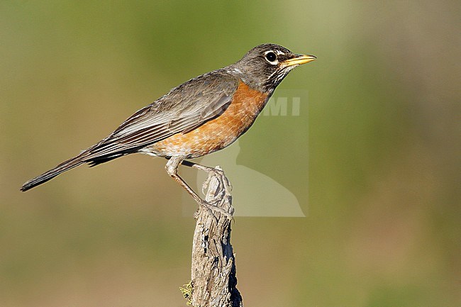 Adult female
Lake Co., OR
June 2008 stock-image by Agami/Brian E Small,