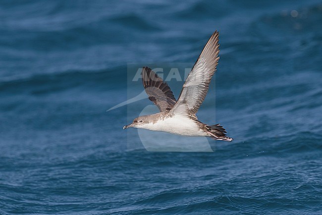 Yelkouanpijlstormvogel, Yelkouan Shearwater, Puffinus yelkouan stock-image by Agami/Daniele Occhiato,