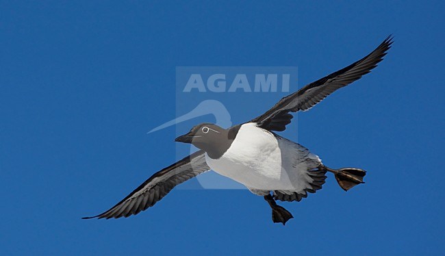 Zomerkleed Zeekoet in de vlucht; Summer plumaged Common Murre in flight stock-image by Agami/Markus Varesvuo,