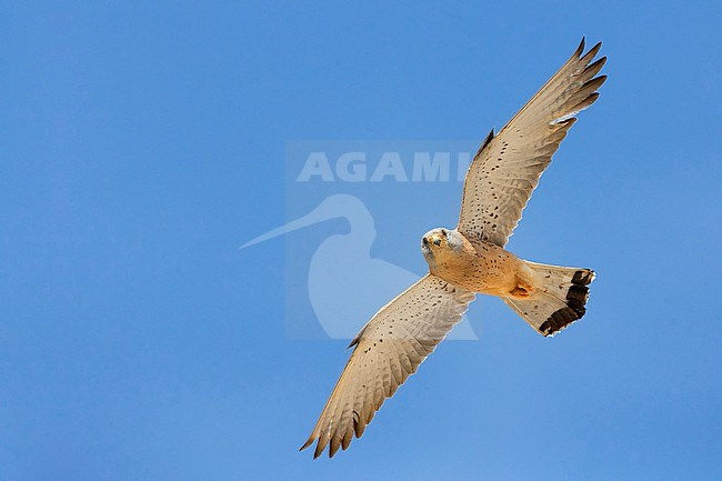 Lesser Kestrel, Male, Matera, Basilicata, Italy (Falco naumanni) stock-image by Agami/Saverio Gatto,