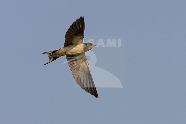 Barn Swallow flying; Boerenzwaluw vliegend stock-image by Agami/Daniele Occhiato,