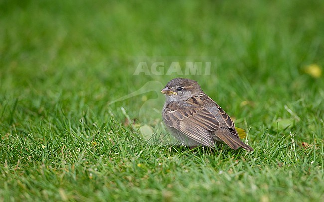 House Sparrow (Passer domesticus domesticus), juvenile on lawn in Nordsjælland, Denmark stock-image by Agami/Helge Sorensen,
