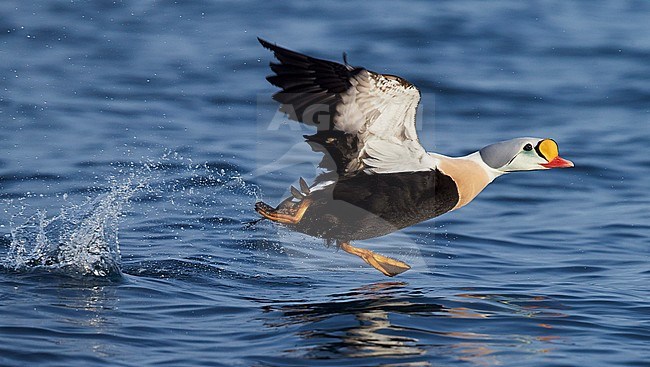 Vliegend mannetje Koningseider; Flying male King Eider stock-image by Agami/Markus Varesvuo,