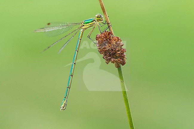 Small Spreadwing, Lestes virens stock-image by Agami/Wil Leurs,