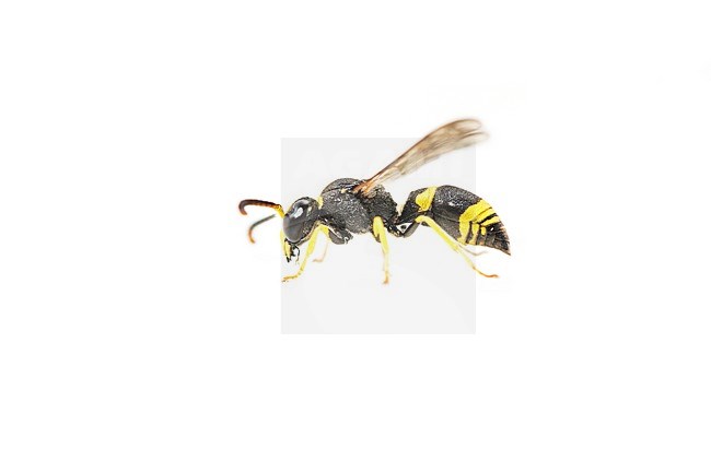 European tube wasp, Ancistrocerus gazella stock-image by Agami/Wil Leurs,