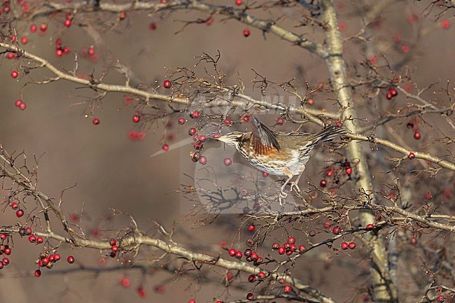 Redwing (Turdus iliacus iliacus) eating berries at Rudersdal, Denmark stock-image by Agami/Helge Sorensen,