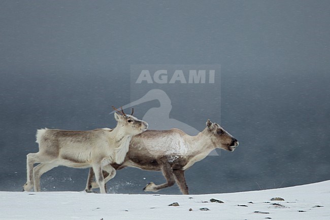 Rendier in de sneeuw;  Reindeer in the snow stock-image by Agami/Danny Green,