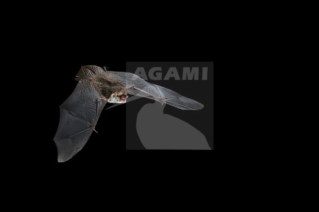 Franjestaart in de vlucht; Natterer\'s Bat in flight stock-image by Agami/Theo Douma,